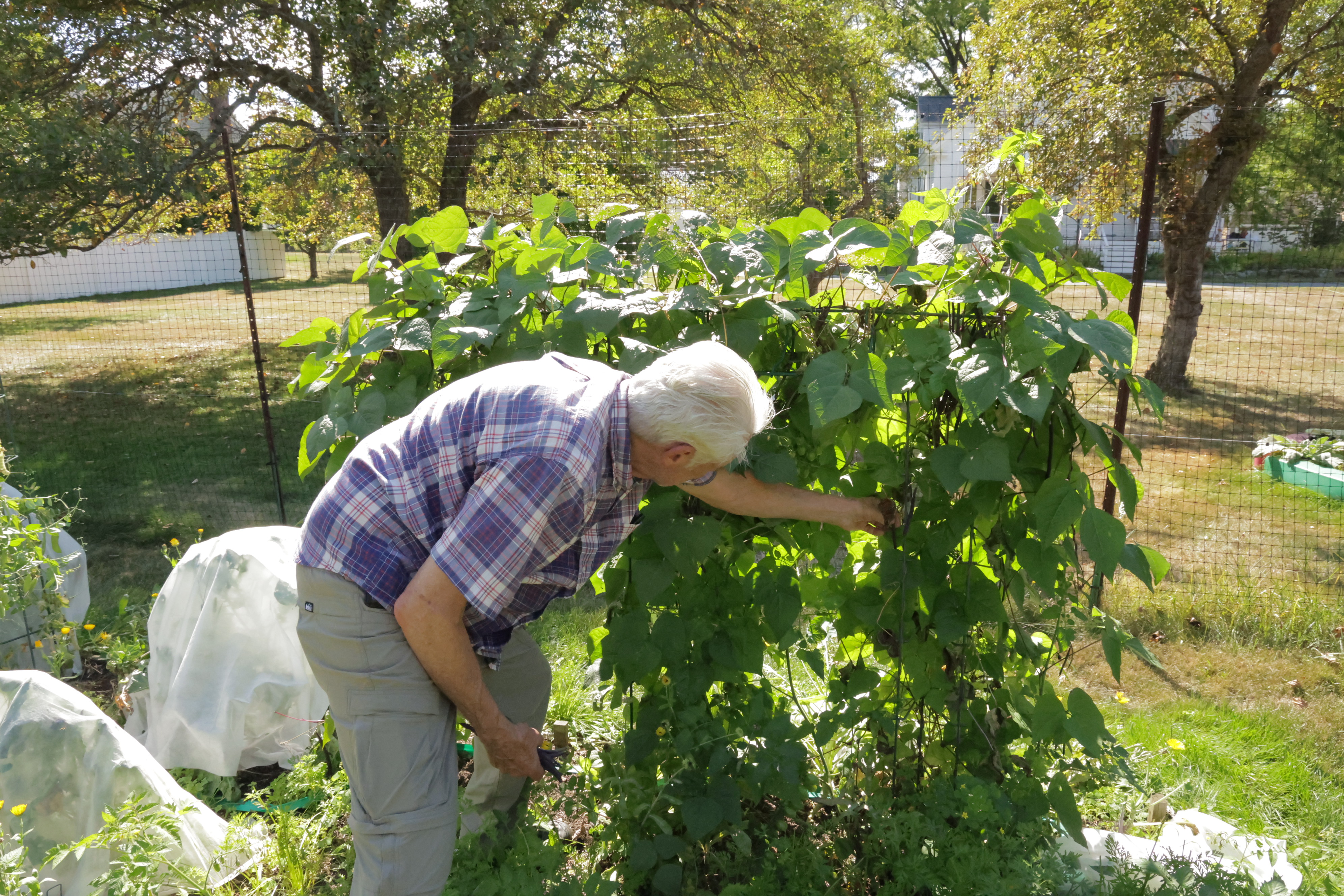picking beans