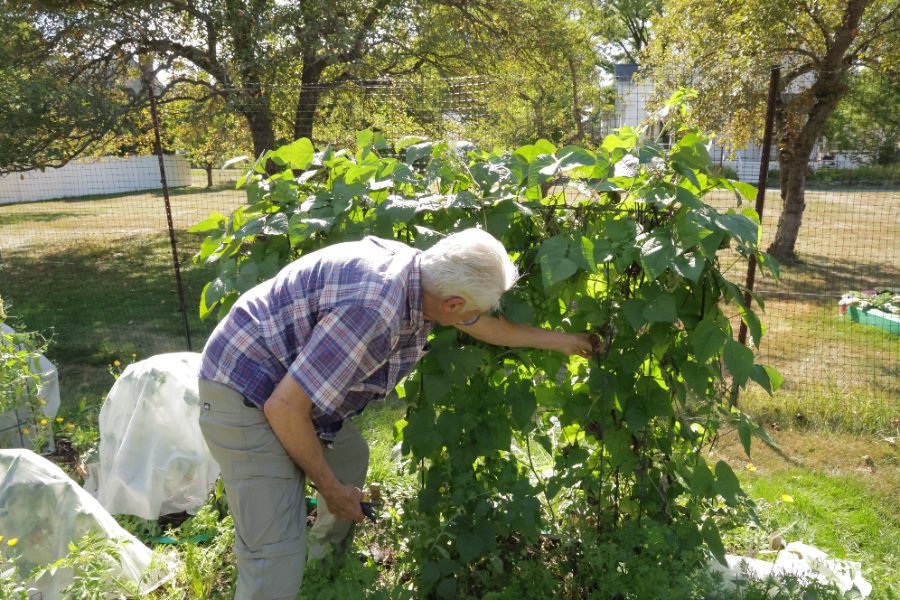 picking beans